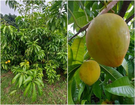 仙桃樹開花|【仙桃樹開花】仙桃樹盛放迷人花海，如何種植及照顧秘訣